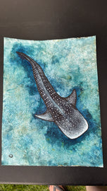 Whale Shark